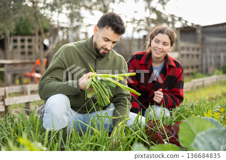 Farm couple working on green onions plantation, picking organic vegetables Farm couple working on green onions plantation, picking organic vegetables 136684835