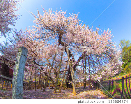Ishido-kama cherry blossoms at Tokoji Temple in Kitamoto City, Saitama 136684874