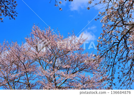 Cherry blossoms shining against the blue sky, Niiharu Central Sports Park, Tone District, Gunma Prefecture Cherry blossoms shining against the blue sky, Niiharu Central Sports Park, Tone District, Gunma Prefecture 136684876