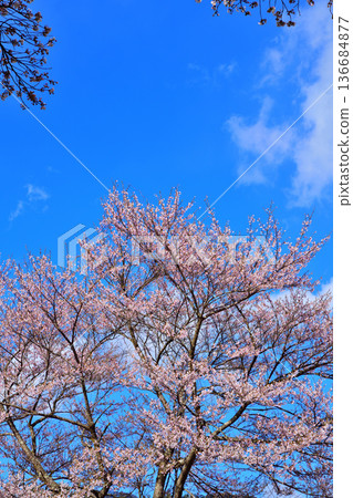 Cherry blossoms shining against the blue sky, Niiharu Central Sports Park, Tone District, Gunma Prefecture Cherry blossoms shining against the blue sky, Niiharu Central Sports Park, Tone District, Gunma Prefecture 136684877