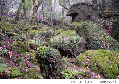 屋久島白谷雲水峽：日本最美的苔蘚森林（冬季） 136685071