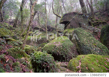 Yakushima Shiratani Unsuikyo Gorge: Mossy Forest (Winter) Yakushima Shiratani Unsuikyo Gorge: Mossy Forest (Winter) 136685072