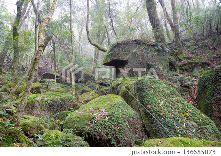 屋久島白谷雲水峽：日本最美的苔蘚森林（冬季） 136685073