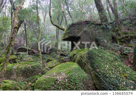 屋久島白谷雲水峽:日本最美的苔蘚森林(冬季) 屋久島白谷雲水峽:日本最美的苔蘚森林(冬季) 136685074