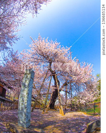 埼玉縣北本市東光寺的石戶釜櫻花 埼玉縣北本市東光寺的石戶釜櫻花 136685134