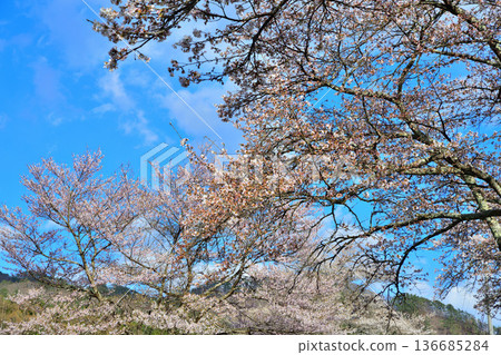 Cherry blossoms in full bloom at Niiharu Central Sports Park, Tone District, Gunma Prefecture 136685284