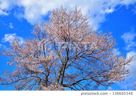 Cherry blossoms shining against the blue sky, Niiharu Central Sports Park, Tone District, Gunma Prefecture Cherry blossoms shining against the blue sky, Niiharu Central Sports Park, Tone District, Gunma Prefecture 136685348