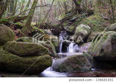 日本最美的苔蘚谷：屋久島國立公園（冬季） 136685391