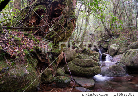 The most beautiful moss valley in Japan: Yakushima National Park (Winter) The most beautiful moss valley in Japan: Yakushima National Park (Winter) 136685395