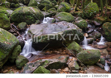 日本最美的苔蘚谷:屋久島國立公園(冬季) 日本最美的苔蘚谷:屋久島國立公園(冬季) 136685399
