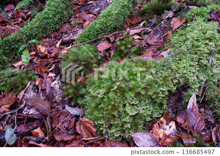 Japan's most beautiful moss forest: Yakushima National Park (Winter) Japan's most beautiful moss forest: Yakushima National Park (Winter) 136685497