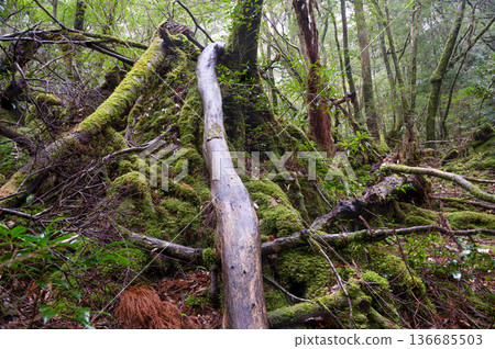 Japan's most beautiful moss forest: Yakushima National Park (Winter) Japan's most beautiful moss forest: Yakushima National Park (Winter) 136685503