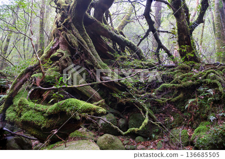 Japan's most beautiful moss forest: Yakushima National Park (Winter) Japan's most beautiful moss forest: Yakushima National Park (Winter) 136685505