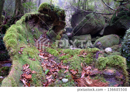 Moss-covered forests, Yakushima Island, where gods reside (winter) Moss-covered forests, Yakushima Island, where gods reside (winter) 136685508