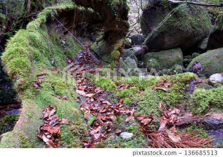 Japan's most beautiful moss forest: Yakushima National Park (Winter) Japan's most beautiful moss forest: Yakushima National Park (Winter) 136685513
