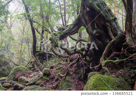 Japan's most beautiful moss forest: Yakushima National Park (Winter) Japan's most beautiful moss forest: Yakushima National Park (Winter) 136685521