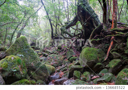 日本最美的苔蘚森林:屋久島國立公園(冬季) 日本最美的苔蘚森林:屋久島國立公園(冬季) 136685522