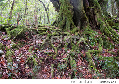 日本最美的苔蘚森林:屋久島國立公園(冬季) 日本最美的苔蘚森林:屋久島國立公園(冬季) 136685523
