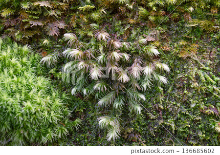A member of the genus Sclerocarpus, Yakushima National Park (winter) A member of the genus Sclerocarpus, Yakushima National Park (winter) 136685602