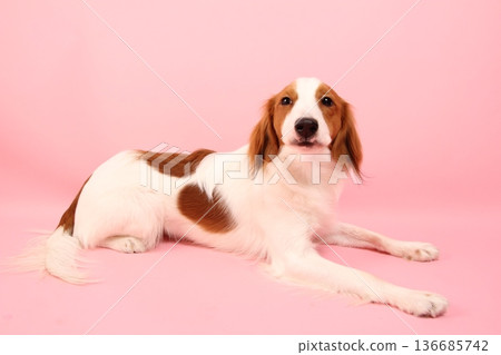 Kooikerhondje lying down on a pale pink background 136685742