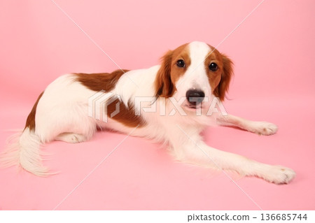 Kooikerhondje lying down on a plain pink background 136685744