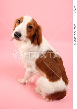 Kooikerhondje sitting well Kooikerhondje sitting well 136685745