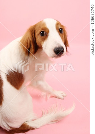 Kooikerhondje sitting on a plain pink background 136685746