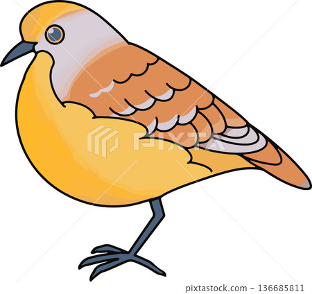 金胸鴿插圖，橫向構圖，向量素材，可用於教育用途，透明背面 136685811