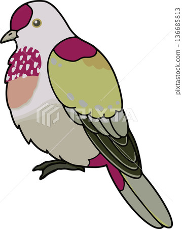 日本綠鳩插圖，橫向構圖，向量素材，可用於教育用途，透明景觀 136685813