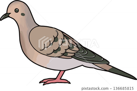 哀鴿插圖,橫向構圖,向量素材,適用於教育用途,透明背後 哀鴿插圖,橫向構圖,向量素材,適用於教育用途,透明背後 136685815