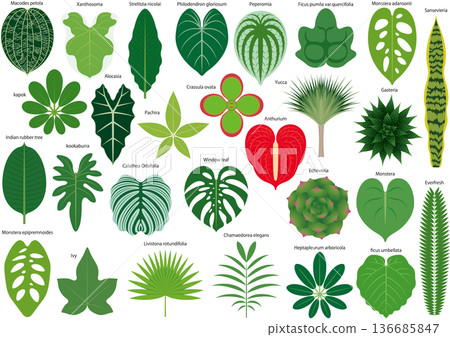 各種室內植物葉子圖示集 136685847