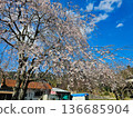 Cherry blossoms in blue sky 136685904