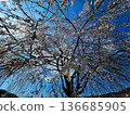 Cherry blossoms in full bloom shining in the blue sky 136685905