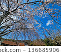 Weeping cherry blossoms that shine against the blue sky 136685906