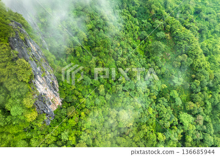Tropical forests can absorb large amounts of carbon dioxide from the atmosphere. Tropical forests can absorb large amounts of carbon dioxide from the atmosphere. 136685944