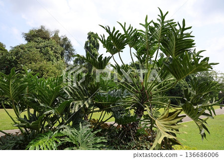 Philodendron selloum 136686006