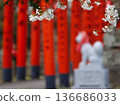 Cherry blossoms and red torii 136686033