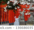 Red torii and cherry blossoms 136686035