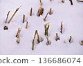 A stalk of grass peeking out from the snowy field 136686074