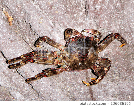 一隻被魚鉤鉤住的精進蟹 136686195