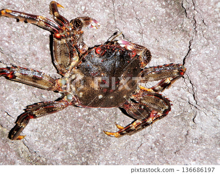 一隻被魚鉤鉤住的精進蟹 136686197