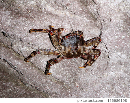 一隻被魚鉤鉤住的精進蟹 136686198