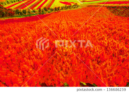 Vast flower field 136686239