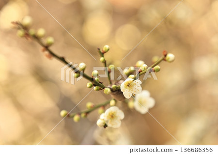 小高城6號的梅花 小高城6號的梅花 136686356