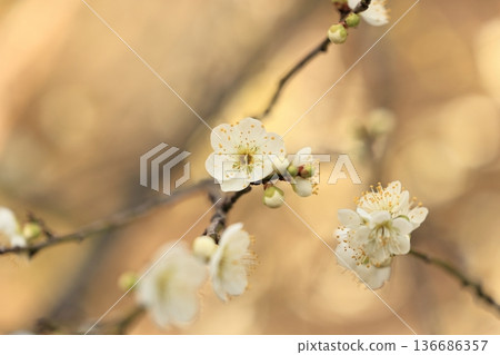 Plum blossoms at Odaka Castle 5 Plum blossoms at Odaka Castle 5 136686357
