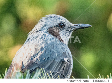 一隻棕耳鸚鵡的肖像… 136686601