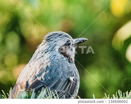 一隻棕耳鸚鵡的肖像… 136686602