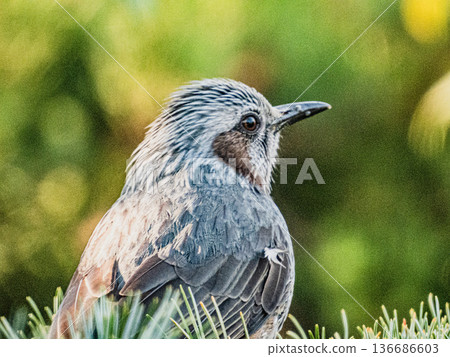 一隻棕耳鸚鵡的肖像… 136686603