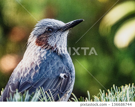 一隻棕耳鸚鵡的肖像… 136686744