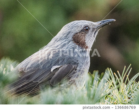 A portrait of a brown-eared ... A portrait of a brown-eared ... 136686769